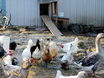 蛋雞舍怎樣安裝水冷風機？蛋雞舍水冷風機安裝步驟