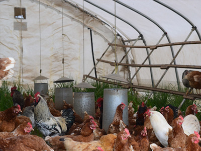 蛋雞舍怎樣安裝水冷風機？蛋雞舍水冷風機安裝步驟